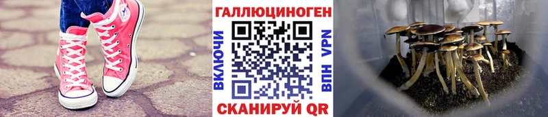 Псилоцибиновые грибы мицелий Кораблино